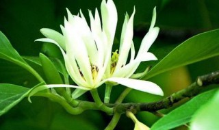 白兰花的养殖方法和注意事项 白兰花的养殖方法和注意事项简单介绍