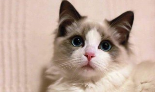 去除猫屎味道的小妙招 去除猫屎味道的小妙招简述