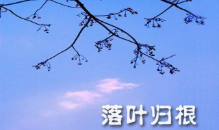 落叶归根是什么意思 落叶归根解释及出处