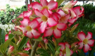 哪种花不适合在室内养 不适合在室内养的花有哪些