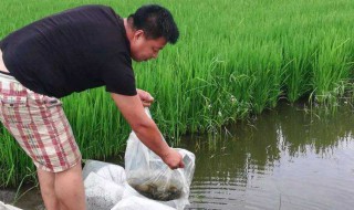 人工养泥鳅怎么养殖 人工养泥鳅的方法