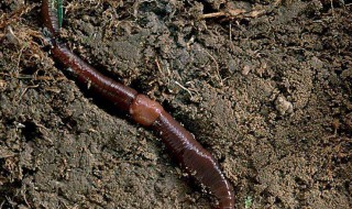 怎么养蚯蚓生长速度快 养蚯蚓生长速度快的方法
