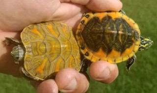 火焰龟怎么养 养火焰龟方法