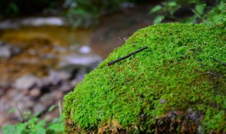 青苔怎么养 这三种方法都很好用