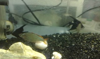 神仙鱼怎么养 养的时候需要注意什么