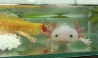 六角龙鱼怎么养 养六角龙鱼的方法