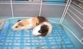 豚鼠怎么养 养豚鼠方法