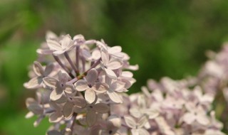 丁香花怎么养怎么种 丁香花养方法