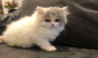 一个月幼猫怎么养 养一个月幼猫方法