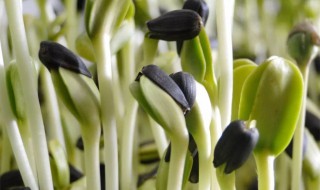 怎么做油葵菜 油葵菜怎么做好吃