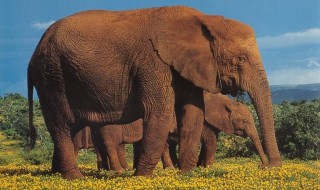 大象的寓意和象征 它也是个善解人意的动物