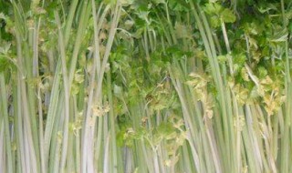 白芹施肥方法 如何施肥西芹