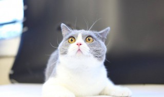 猫的制服方法 猫的制服方法介绍