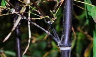 乌竹种植方法 乌该怎么养殖与栽培