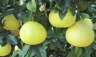 江西柚子皮的腌制方法 江西柚子皮的腌制方法简述