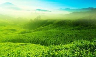 硝基肥适不适合种茶叶 硝基肥使用禁忌