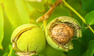 大核桃种植方法 这样种成活率最高