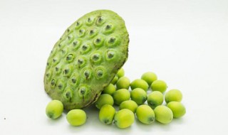 莲蓬子怎么吃 莲蓬子的吃法有几种