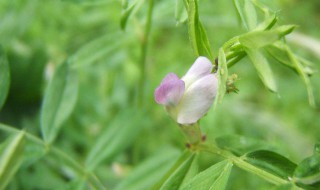 苕菜汤怎么做 苕菜有什么作用