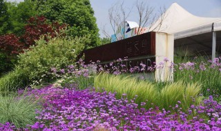 山花种植的方法 需要怎么养护