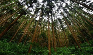 杉树去皮的方法 杉木的简介