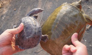 钓野生甲鱼的最佳方法 钓野生甲鱼的技巧