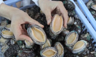 鲍鱼制作的方法 鲍鱼怎么做好吃