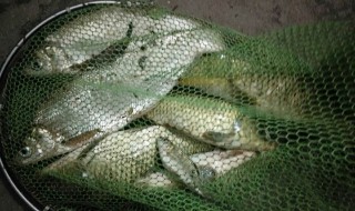 黑坑钓鲤鱼用什么饵料最好 有什么钓鱼的技巧