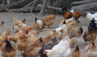 自动喂鸡方法 手工制作自动喂鸡器教程