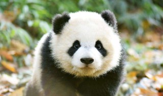 大熊猫的走路方式是什么样子的? 为什么会这样呢