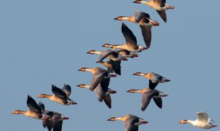 大雁飞行时为什么要排队 大雁飞行时要排队的原因