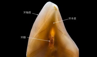 人体最坚硬的部位是哪里 人体最坚硬的部位是什么