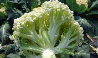 花菜买回来怎么处理 这样做最好吃