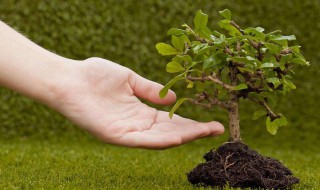 种树的最快方法 种树的最简单方法