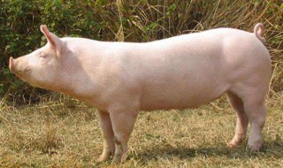 猪场降温的方法 降温的3种方法介绍