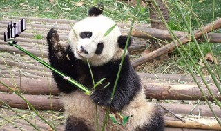 成年大熊猫的特点 大熊猫介绍