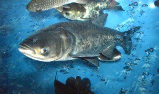 花鲢鱼怎么挑选 如何选择花鲢鱼