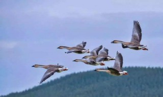 鸿雁的寓意象征意义 鸿雁象征的含义