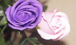 紫色的心代表什么意思 有什么比较好的解释