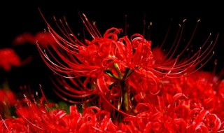 彼岸花花语是什么意思 彼岸花介绍