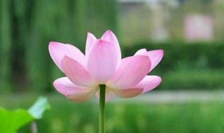 濯清涟而不妖濯的意思 濯清涟而不妖濯的意思介绍