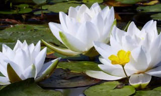 睡莲如何清洗 睡莲怎么清洗