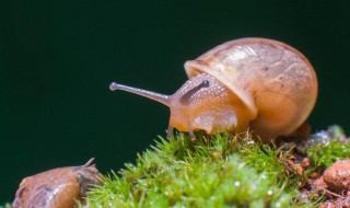 世界上最多牙齿的动物是什么 世界上最多牙齿的动物是啥