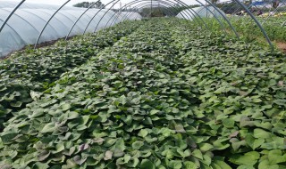 红薯倒栽的方法 红薯倒栽有何好处