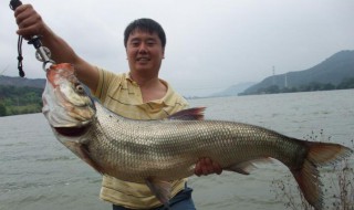 钓翘嘴的最佳方法 钓翘嘴的最佳方法有哪些