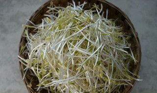 自种绿豆芽的种植方法 绿豆芽家族种植方法分享