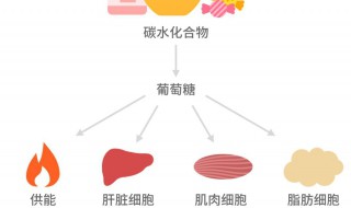 人体热能最主要的来源是什么 人体热能最主要的来源介绍