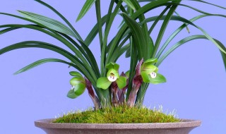 香水兰花怎么养 香水兰花养植技巧