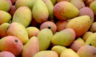 生吃芒果的方法 怎么生吃芒果