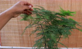 文竹不能随便养 文竹不能随便养原因